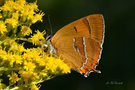 Attēlu rezultāti vaicājumam “Thecla betulae underside”