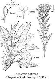 Attēlu rezultāti vaicājumam “Armoracia rusticana”
