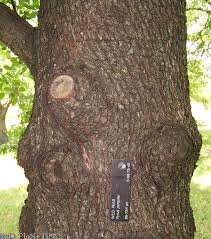 Attēlu rezultāti vaicājumam “Pyrus pyraster leaf”