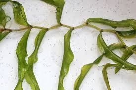 Attēlu rezultāti vaicājumam “Potamogeton praelongus”