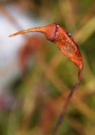 Attēlu rezultāti vaicājumam “Dicranella heteromalla sporophyte”