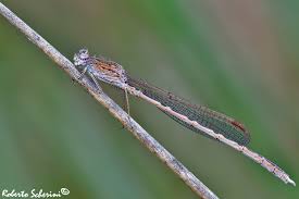 Attēlu rezultāti vaicājumam “Sympecma paedisca”