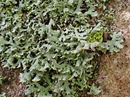 Attēlu rezultāti vaicājumam “Physcia tenella”