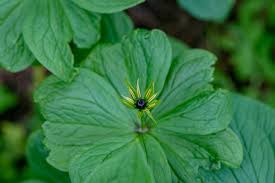 Attēlu rezultāti vaicājumam “Paris quadrifolia leaf”