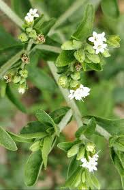 Image result for Stevia rebaudiana