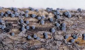 Attēlu rezultāti vaicājumam “Diderma chondrioderma spores”