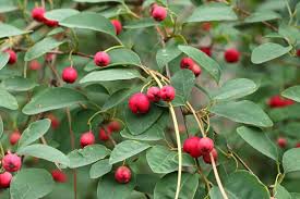 Attēlu rezultāti vaicājumam “Cotoneaster multiflorus fruit”