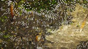 Attēlu rezultāti vaicājumam “Didymium squamulosum”