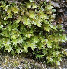 Attēlu rezultāti vaicājumam “Mnium marginatum”