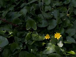 Attēlu rezultāti vaicājumam “Ficaria verna leaf”