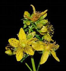 Attēlu rezultāti vaicājumam “Hypericum maculatum leaf”