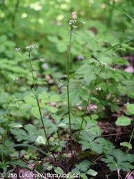 Attēlu rezultāti vaicājumam “Sanicula europaea fruit”