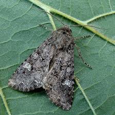 Attēlu rezultāti vaicājumam “Mamestra brassicae”