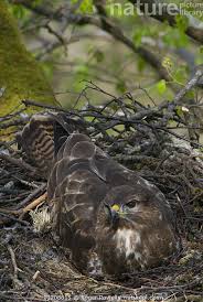 Attēlu rezultāti vaicājumam “Buteo buteo nest”