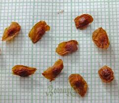 Attēlu rezultāti vaicājumam “Gladiolus imbricatus fruit”