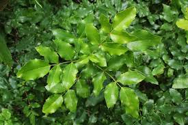 Attēlu rezultāti vaicājumam “Berberidaceae”