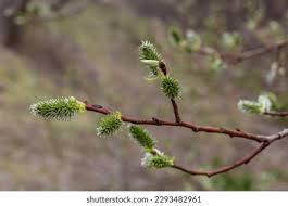 Attēlu rezultāti vaicājumam “Salix daphnoides subsp. acutifolia bud”