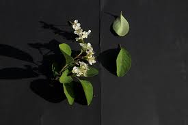 Attēlu rezultāti vaicājumam “Cotoneaster multiflorus”