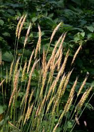 Attēlu rezultāti vaicājumam “Hordelymus europaeus leaf”
