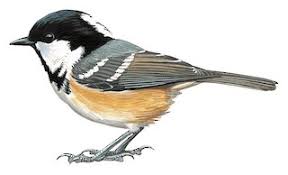 Attēlu rezultāti vaicājumam “Periparus ater adult”