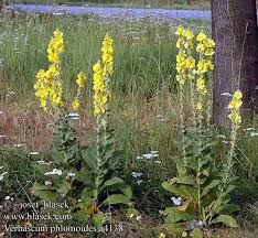 Image result for Verbascum phlomoides