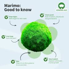 Imagini pentru Cladophora aegagropila