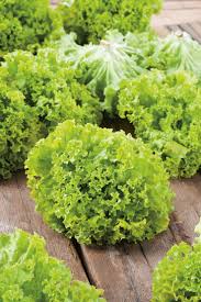 Image result for Pflücksalat