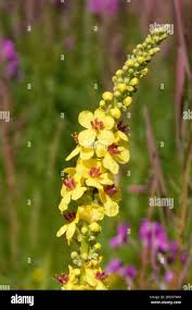 Image result for Verbascum nigrum