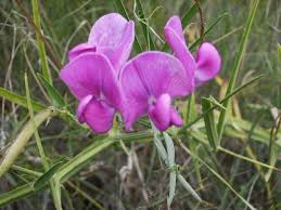 Attēlu rezultāti vaicājumam “Lathyrus laevigatus”