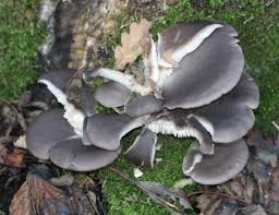 Attēlu rezultāti vaicājumam “Pleurotus ostreatus”