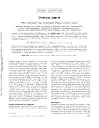 Attēlu rezultāti vaicājumam “Populus x petrowskyana”
