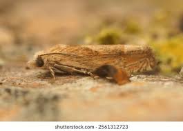 Attēlu rezultāti vaicājumam “Eucosma aspidiscana”