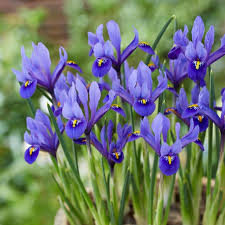 Image result for Iris