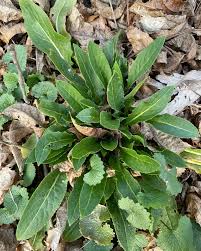 Attēlu rezultāti vaicājumam “Hesperis matronalis leaf”