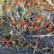 Attēlu rezultāti vaicājumam “Cladonia floerkeana”