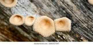 Attēlu rezultāti vaicājumam “Lycoperdon echinatum”