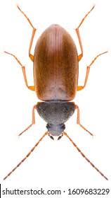 Attēlu rezultāti vaicājumam “Isomira murina”