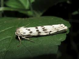 Attēlu rezultāti vaicājumam “Coscinia cribraria”