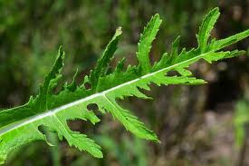 Image result for Dipsacus laciniatus