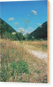 Attēlu rezultāti vaicājumam “Peucedanum oreoselinum flower”