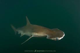 Image result for Sphyrna media