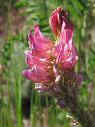 Image result for Onobrychis viciifolia