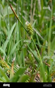 Attēlu rezultāti vaicājumam “Carex viridula”