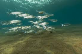 Image result for Crenimugil seheli