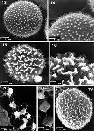 Attēlu rezultāti vaicājumam “Badhamiopsis ainoae sessile”