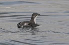 Image result for Brachyramphus perdix