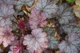 Image result for HEUCHERA americana 'Palace Purple Auslese'