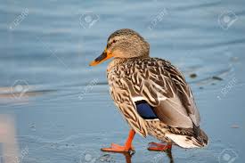 Attēlu rezultāti vaicājumam “Anas platyrhynchos female”