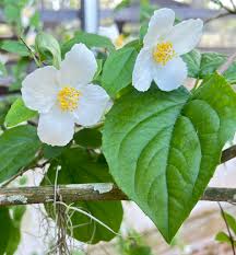 Attēlu rezultāti vaicājumam “Philadelphus coronarius leaf”