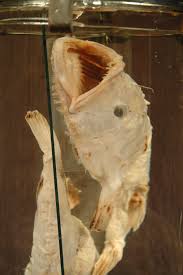 Image result for Lophius americanus